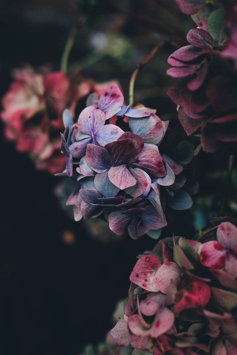 hydrangeas flowers