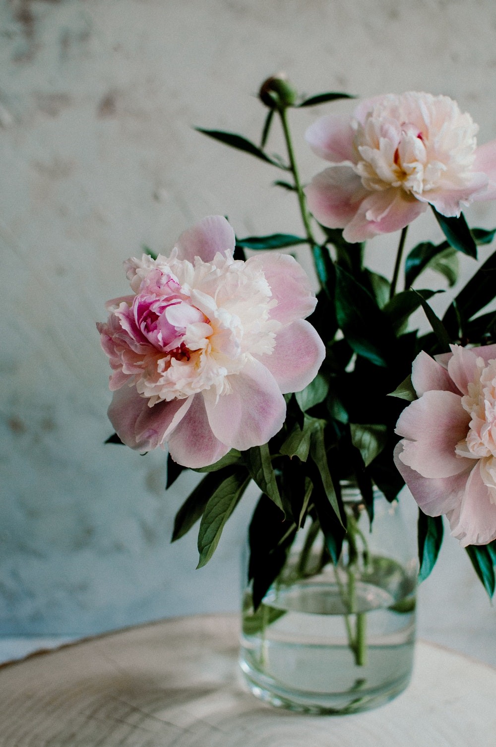 peony flowers peony garden