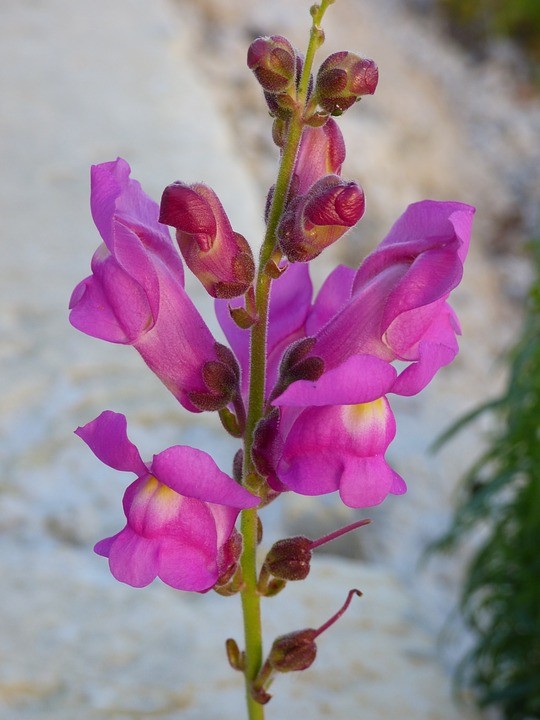 snapdragons flowers